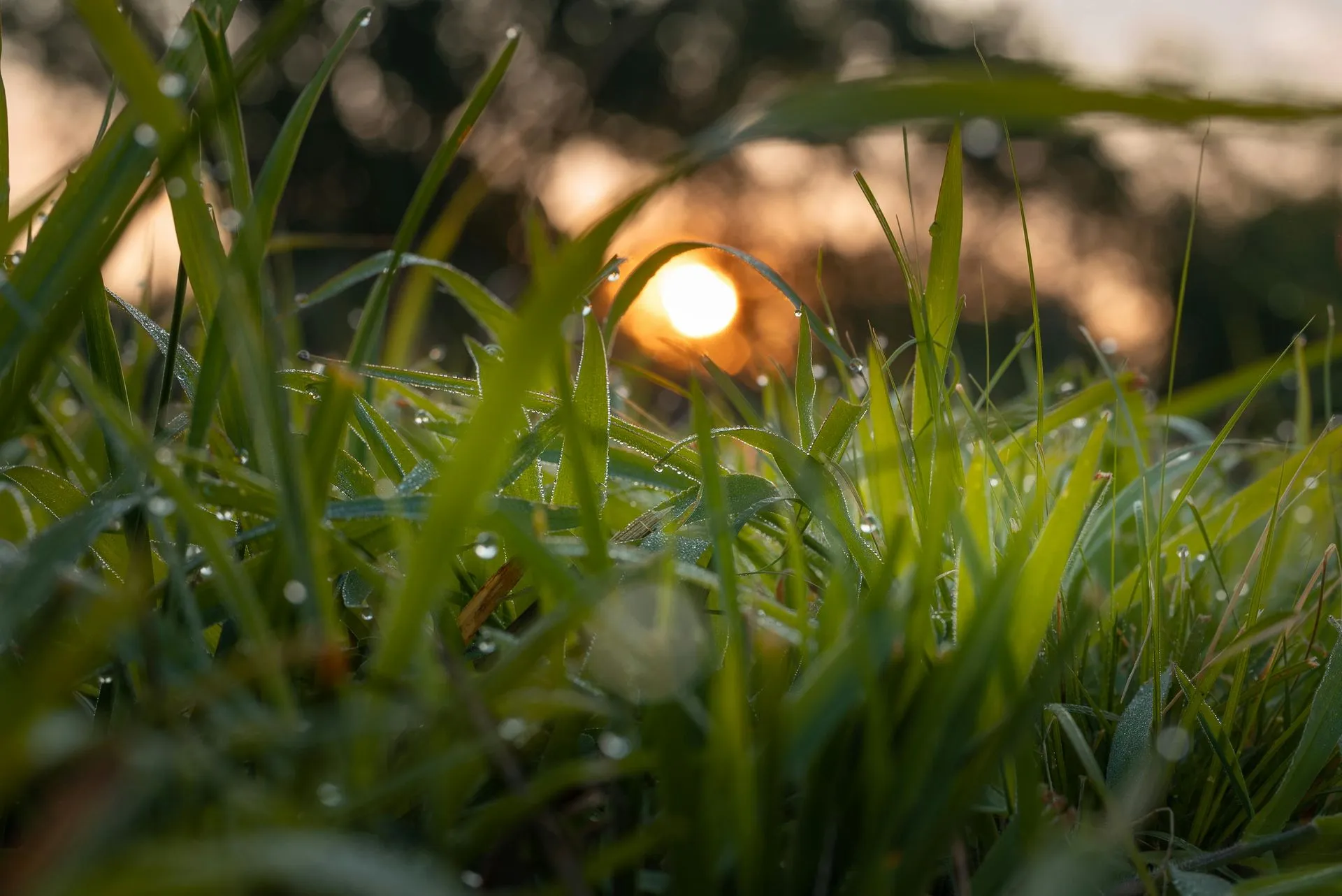 Morning sunlight shining through dewy grass